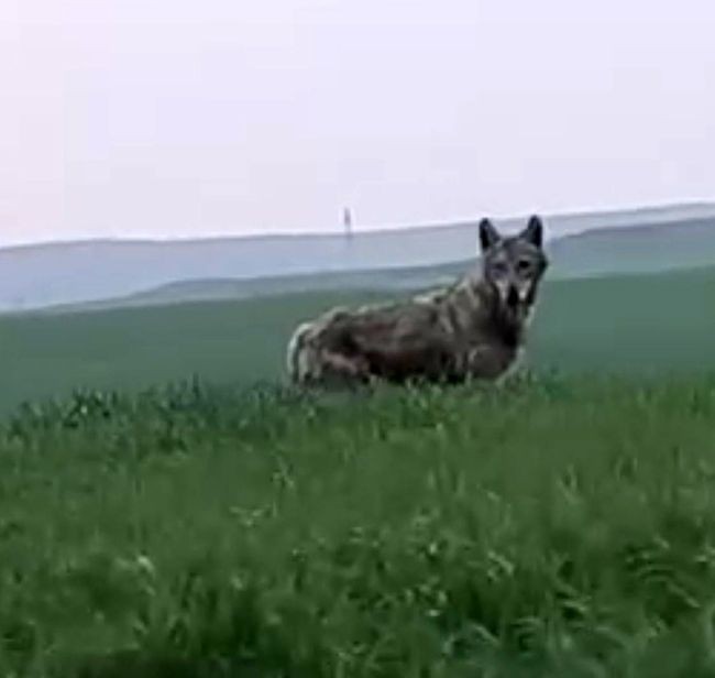 Batman'ın Beşiri Ovası'nda ender rastlanan bir hayvan ortaya çıktı. Büyüklüğünü görenler gözlerini 4 açtı - Resim: 4