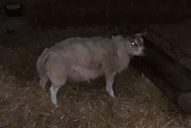 Çiftlikte gece doğuran koyununa bakmaya giden çiftçi karanlıkta çok üzerine düşemedi. Sabah gittiğinde resmen korkunç manzarayı gördü sadece 1 tane vardı - Resim: 1