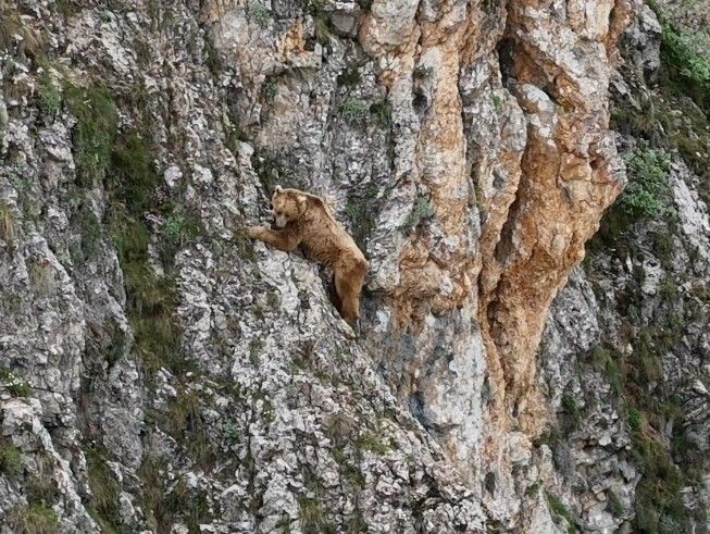 Tunceli'de dağda sadece 1 tanesi objektiflere yansıdı. 1 tane hayvanın yaptığı hareketini gören dağcılar mest oldu - Resim: 1