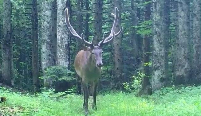Bursa’da Afrika'nın tek türü olarak bilinen o hayvan tüm ihtişamıyla ormanın derinliklerinde fotokapanla görüntülendi - Resim: 1