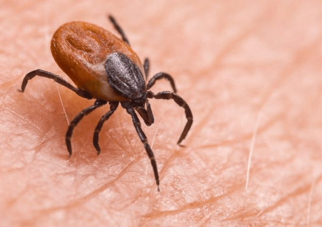 Dünya büyük büyük panikte... Bu sefer Türkiye'de ortaya çıkıp Avrupa'ya kadar uzandı... Çorum, Artvin, Çankırı, Kastamonu ve Sivas diken üstünde... Acil uyarısı herkese yapıldı - Resim: 1