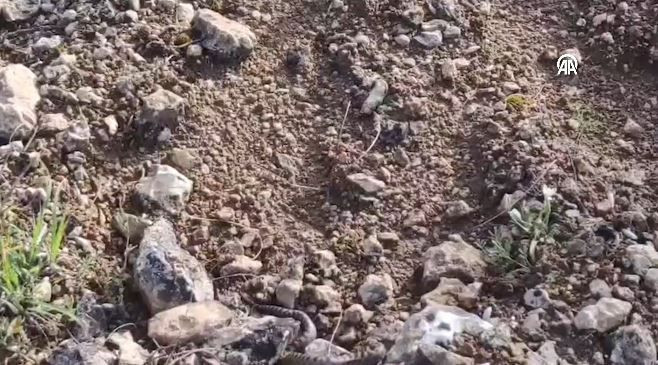 Karabük'te doğa yürüyüşüne çıkan adam, çalılıkların arasında 1 tanesini fark etti. 1 tanesini görünce resmen elleri titredi hemen görüntüsünü çekti - Resim: 6