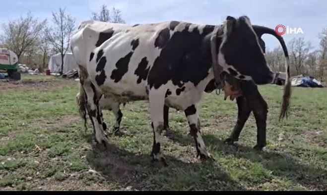 Yozgat’ta 1 tane inek yavrusunu kaybetmişti... Daha sonra 1 tane ineği kontrol etmeye giden sahibi hayvanın yaptığı hareketle resmen dondu kaldı - Resim: 4