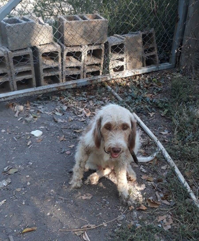 Mersin’in Tarsus ilçesinde 65 günlük yavru köpek çukura düştü, itfaiye ekipleri yarım saatte kurtardı - Resim: 2