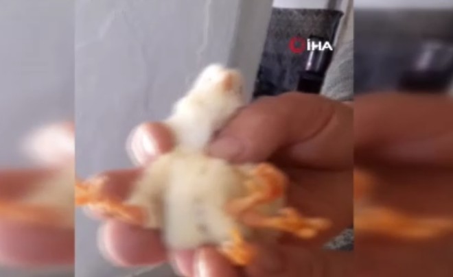 Çankırı'da hayvanın altından aldığı yumurtanın içerisinden çıktı. Hayvan sahibi saydı tam 1,2,3,4 tanesi vardı - Resim: 4