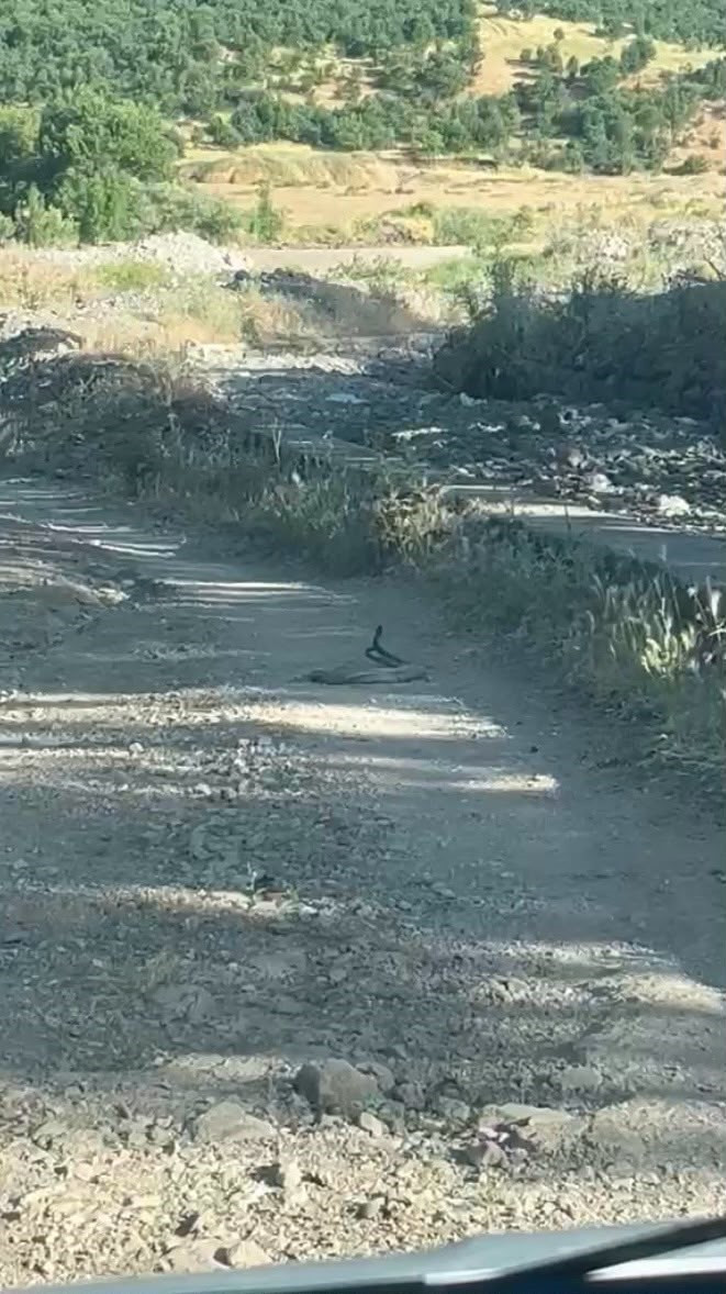 Bingöl'de 2 tanesi doğada ortaya çıktı! 2'sinin hareketi tüyleri diken etti - Resim : 1