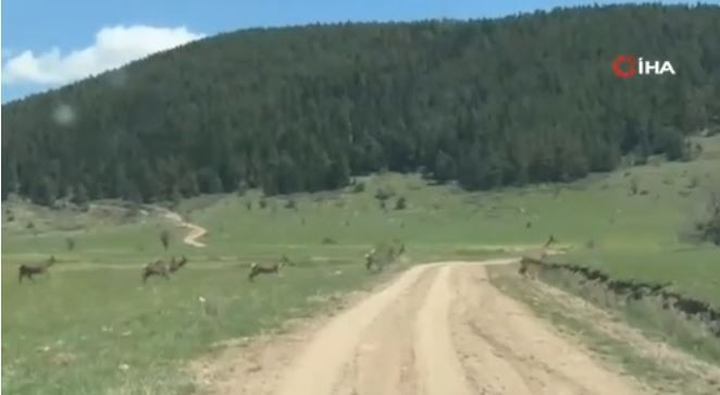 Bolu'da doğada 100'lercesi birden ortaya çıktı... Hepsi Türkiye'ye müthiş bir haber getirdi. Hoş geldiniz - Resim: 3