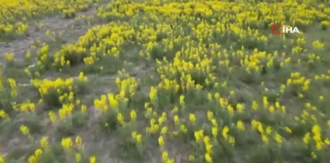 Afyonkarahisar'da doğada 100'er 100'er topraktan çıkmaya başladı. 1 tanesine bile dokunmaya kalkan 557 bin 212'yi hazırlasın - Resim: 1