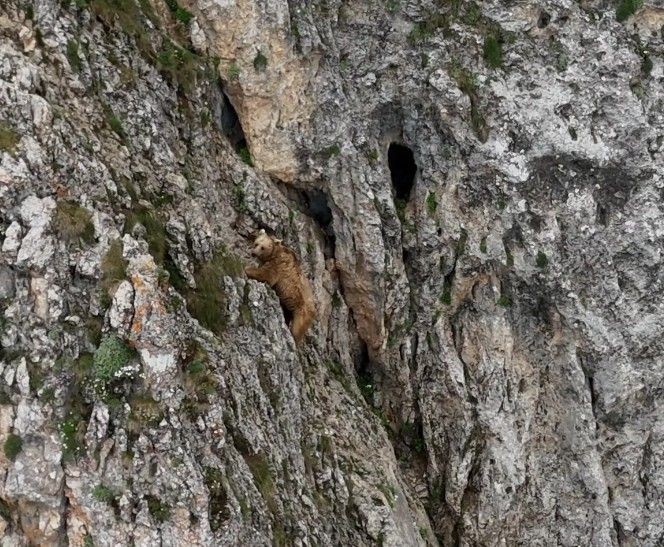 Tunceli'de dağda sadece 1 tanesi objektiflere yansıdı. 1 tane hayvanın yaptığı hareketini gören dağcılar mest oldu - Resim: 2