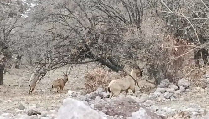 Malatya'da sürü halinde ortaya çıktılar - Resim: 2