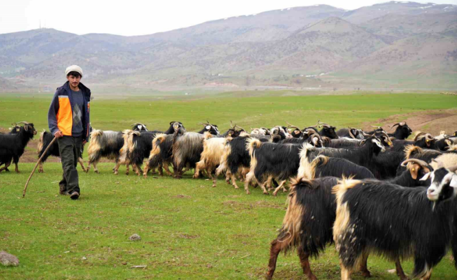 Muş'ta tam 1 milyon 250 bin tanesi teker teker doğaya bırakıldı. Hayvanların doğaya bırakılmasıyla ilgili korkunç detay da Türkiye için açıklandı - Resim: 1