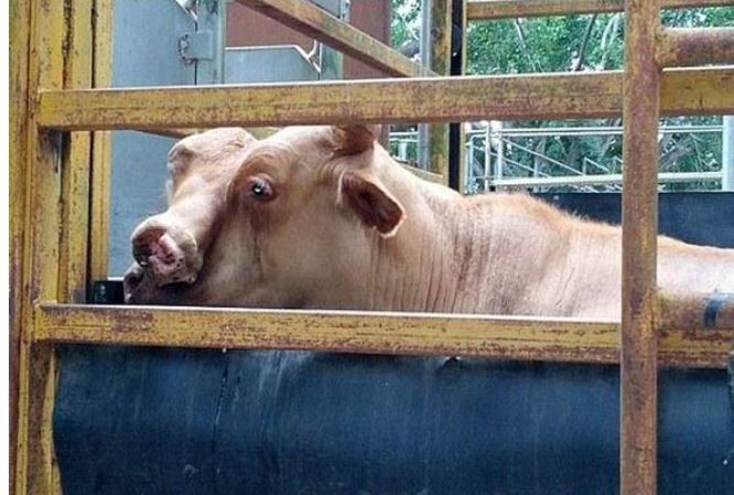 Çiftlik işçisi ahırın kapısını açıp içeri samanlıkların arasında onu gördü. 2 tane yüzü garip garip ters taraflara bakıyordu. Hemen çiftlik sahibi çağrıldı - Resim: 3