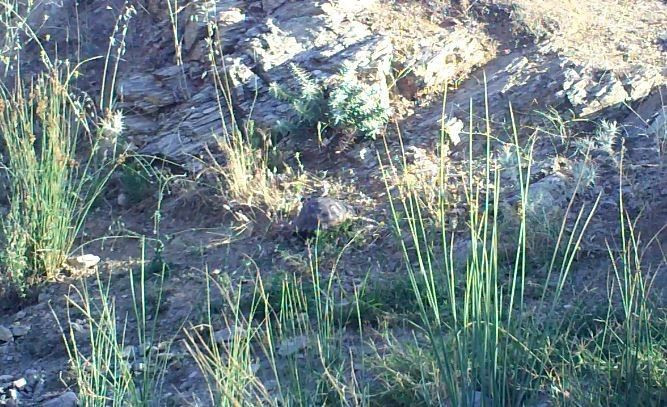 Denizli’de fotokapanlar farklı yönlere hareket eden onlarca canlıyı görüntüledi - Resim: 2