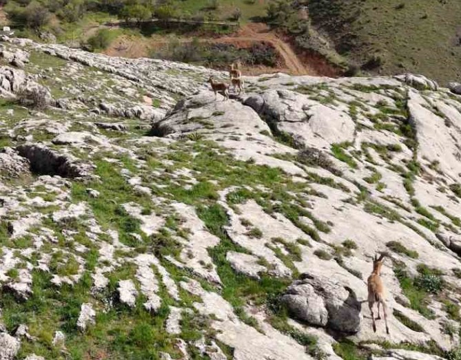 Elazığ'da doğada sürü halinde ortaya çıktılar... 5 tanesi birden görüldü doğanın 1 milyon 250.000'i hazırlasın - Resim: 2