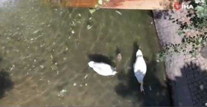 Ankara'da doğa parkında o hayvan tam 15 yıl sonra  bunu yaptı. 15 yıl sonra o yumurtayı gören resmi görevliler dondu kaldı - Resim: 2