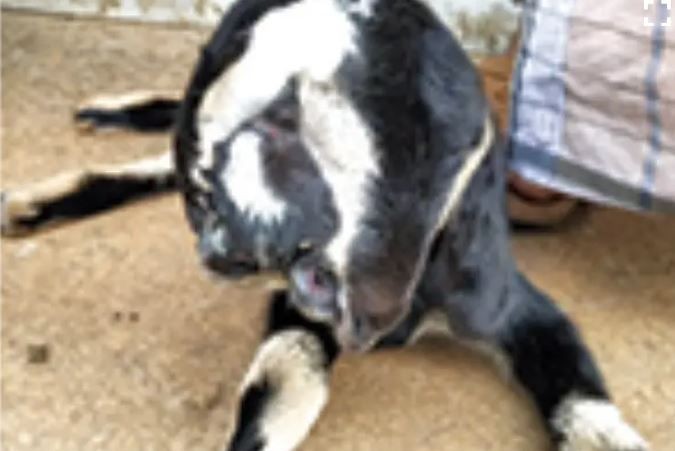 Çiftlikteki hamile keçiyi kontrol etmek için ahıra giren çiftçi, karşısındaki hayvanı fark edince ahırdan kaçmak istedi! Saydıktan sonra 1,2,3 tane çıktı - Resim: 4