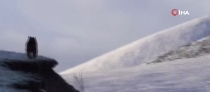 Ardahan'da  2550 rakımlı Ilgar Dağı geçidinde ortaya çıktı.  O hayvan heybetiyle dikkat çekti - Resim: 3