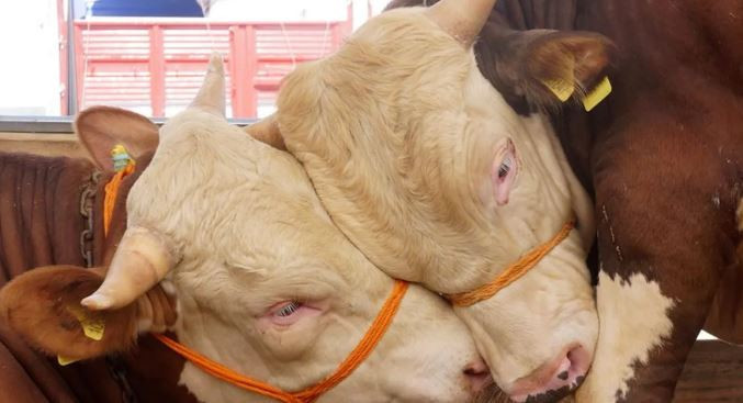 Kurbanın gizli faturası cep yakıyor: Kasap masrafı katlandı! Et eve gelene kadar maliyet arttı - Resim : 3