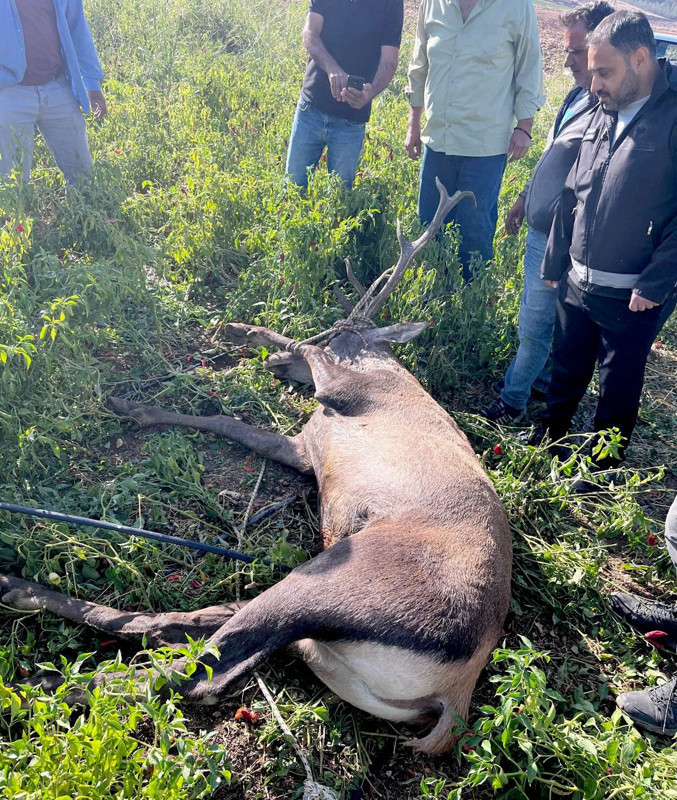 Gaziantep'te sulama hortumuna takıldı saatlerce yerinden kıpırdayamadı! Koruma altındaki hayvan ekipler tarafından kurtarıldı - Resim: 4