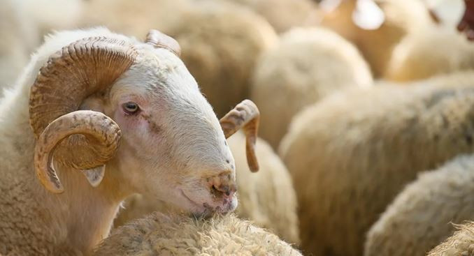 Kurbanın gizli faturası cep yakıyor: Kasap masrafı katlandı! Et eve gelene kadar maliyet arttı - Resim : 1