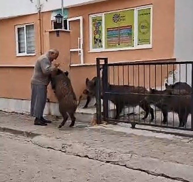 Muğla’da sürü halinde 1,2,3,4,5,6 tanesi teker teker giriş yapan korkunç hayvanı ekmek vererek uzaklaştırmak zorunda kaldı. Yakında her yerden çıkabilirler - Resim: 3
