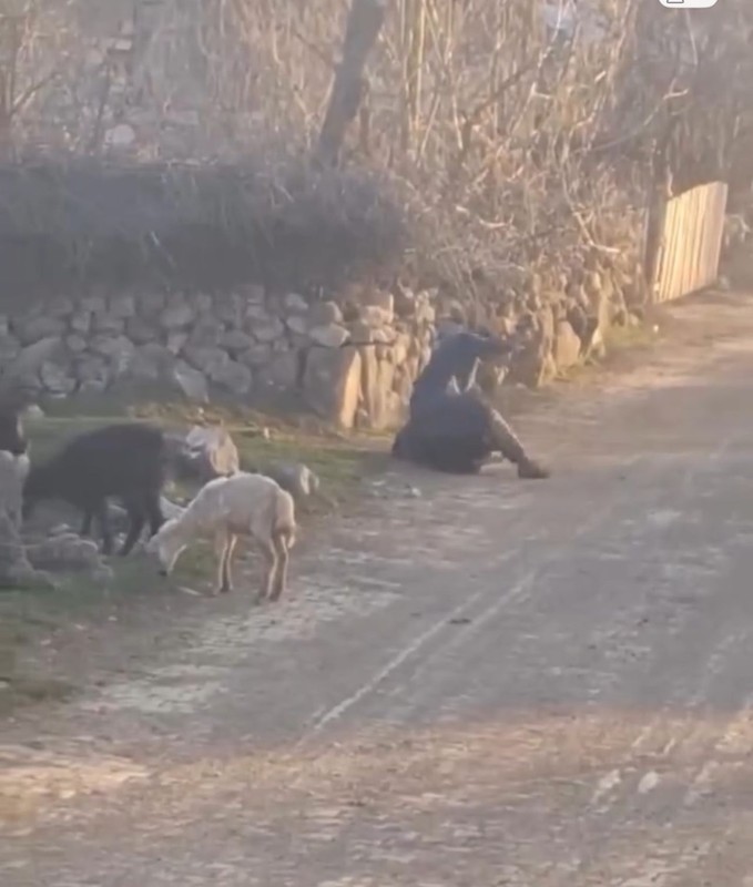 Tokat'ta 1 tane koyuna yapılan hareketi görenler dehşete düştü. Acil olarak jandarma devreye girdi - Resim: 2