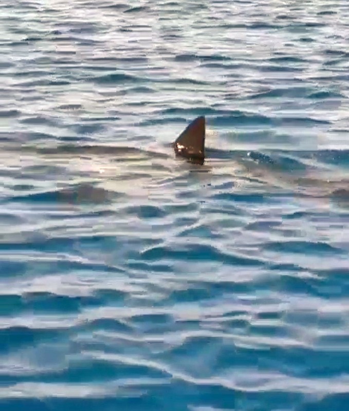Antalya'da 3-4 metre boylarındaki bir bireyi ilk kez görüldü. Uzun zamandan bu yana Gökova'da yaşadığı biliniyordu - Resim: 2