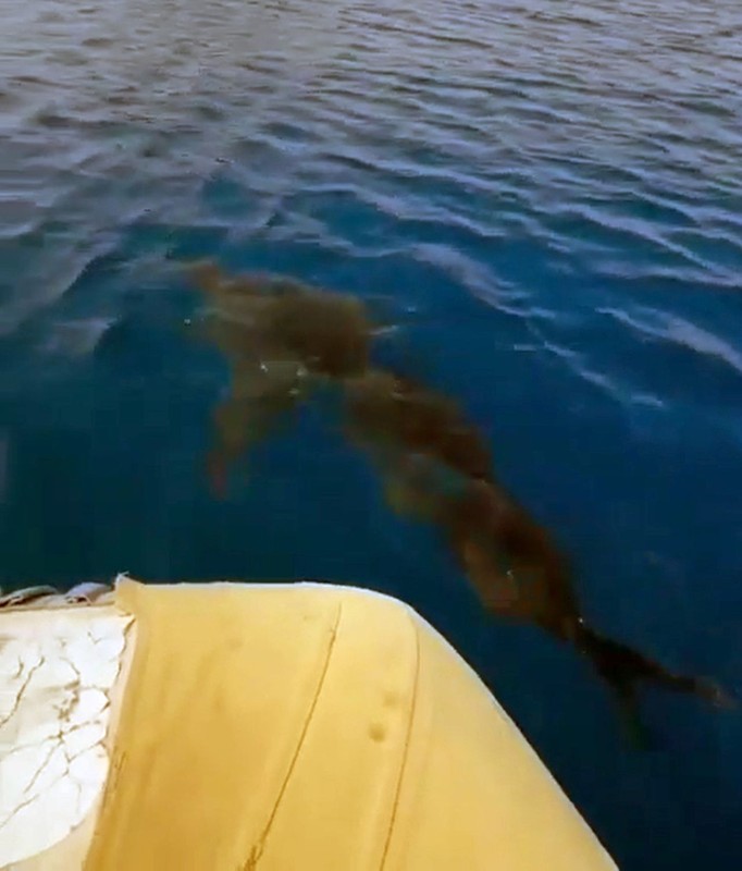 Antalya'da 3-4 metre boylarındaki bir bireyi ilk kez görüldü. Uzun zamandan bu yana Gökova'da yaşadığı biliniyordu - Resim: 1