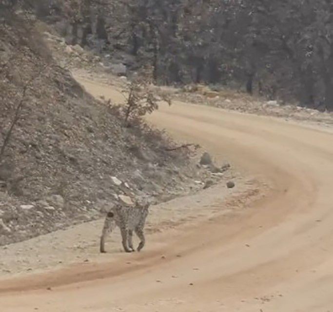 Tunceli'de nesli tehdit altındaki canlı, yol kenarına kadar indi. Çevresine aldırış etmeyen 'ormanın hayaleti' kameralara yakalandı - Resim: 3