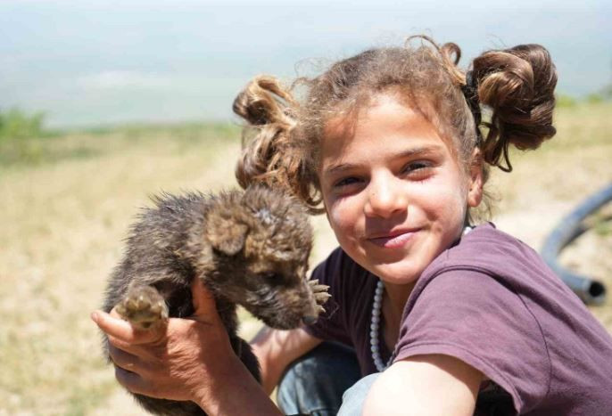 Muş’ta yaylada 600'den fazla koyununu otlatan çoban, bir anda çalılıkların arasında duran 2,3,4,5 taneyi fark etti. İçeri girince resmen karşısında onları gördü - Resim: 5