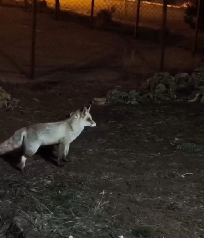 Sivas’ta vahşi hayvan her gece vatandaşın kapısının önüne kadar geliyor. Elleri bile titremeden her gün besliyor - Resim: 3