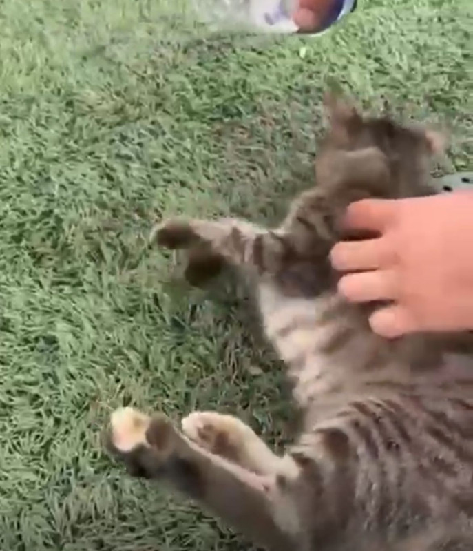 Bursa’da halı sahadaki kale filelerinde bu defa top değil çırpınan hayvan vardı - Resim: 3