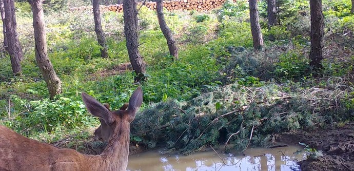 Bilecik'te ormanın ortasında su birikintisinden su içiyordu. Fotokapana yakalandı - Resim : 1