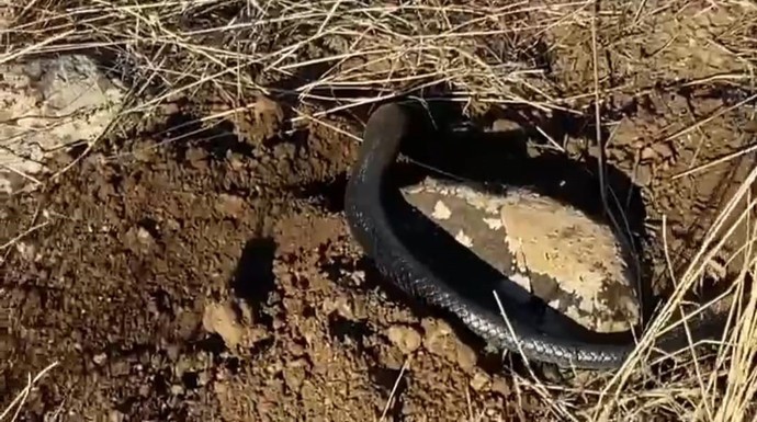 Tunceli'de kış uykusunda olması gerekiyordu. Güneşlenirken cep telefonu kamerasına yakalandı - Resim : 1