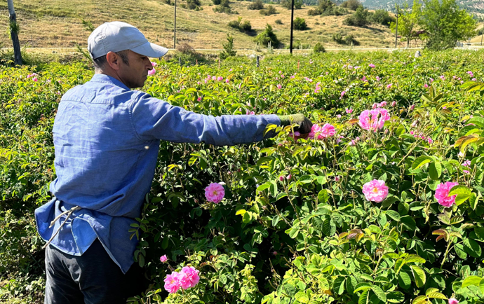 Isparta yaylalarında gül hasadı devam ediyor. Güllerde kaliteli yağ için rakım farkı öne çıkıyor - Resim : 1