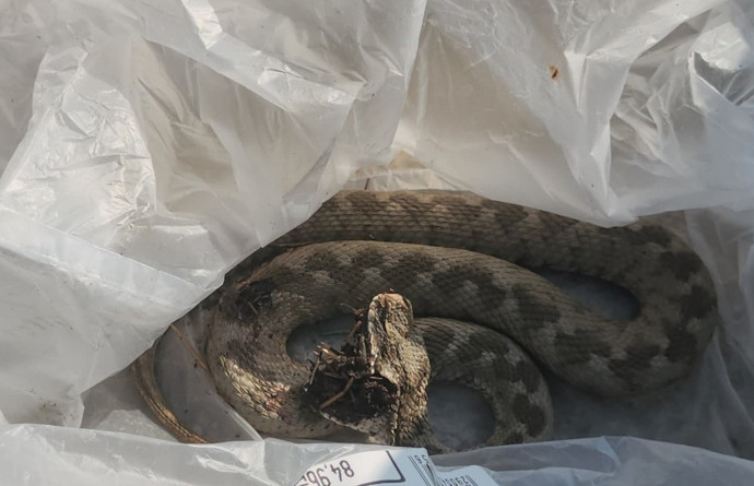 Ailesiyle pikniğe gitti, hayatının şokunu yaşadı! Hastaneye kaldırıldı - Resim : 1