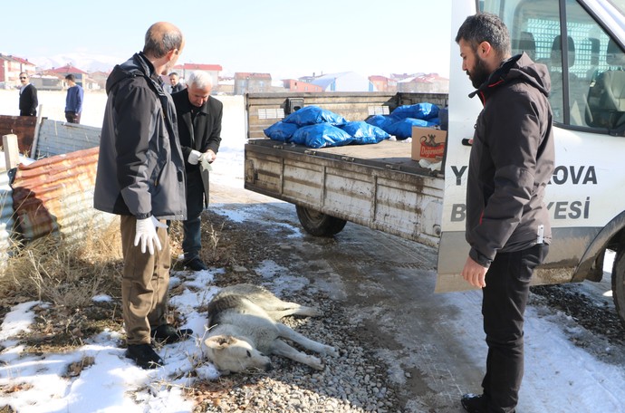 Eslem'in feci ölümü sonrası bölgedeki sokak köpekleri toplanmaya başladı! - Resim : 2