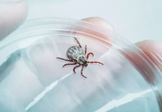 Yaz geldi, vakalar başladı! Sağlık Bakanlığı hem açıklama yaptı hem de uyardı - Resim : 1