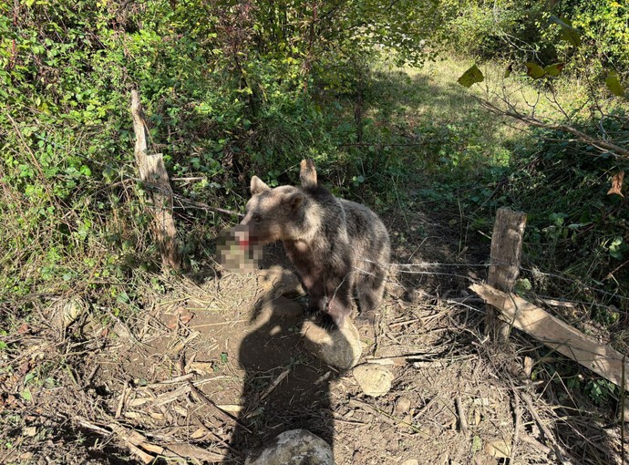 Bartın'da tarlaları perişan eden domuzu yakalamak için tuzak kuran vatandaşlar, tuzaktaki hayvanı görünce bir anda duraksadı. Hemen ekipler arandı - Resim : 1