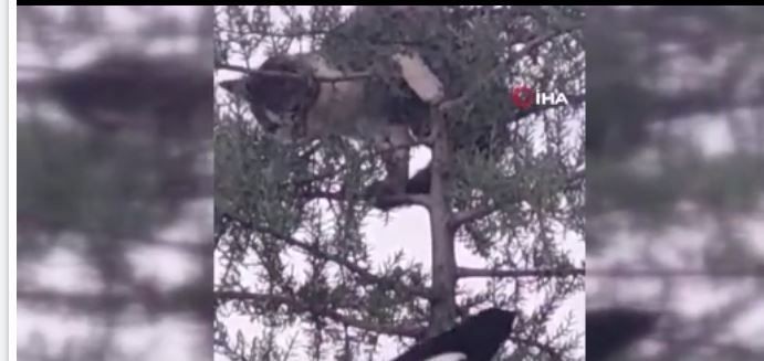 Elazığ'da avlanmak için ağaca tırmanan 1 tane hayvan, ağaçta gördüğü korkunç manzara ile sarsıldı. Neye uğradığını şaşırdı - Resim: 2