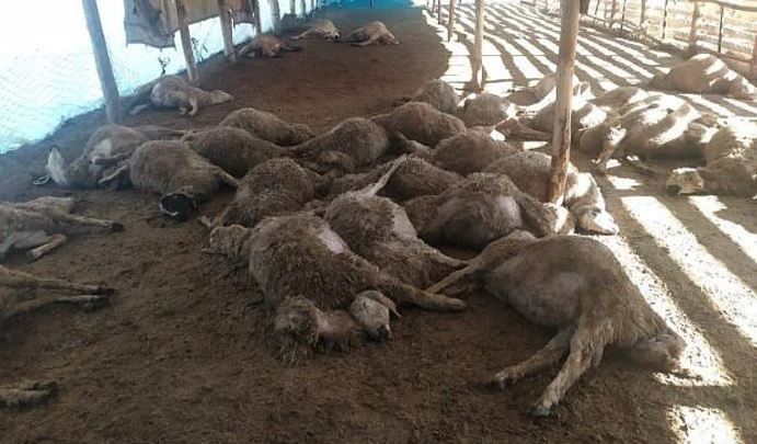 Erzincan'da 86 koyun telef oldu... Koyunların nasıl telef olduğunu duyanlar hüngür hüngür ağladı. Patır patır yığıldılar - Resim: 1