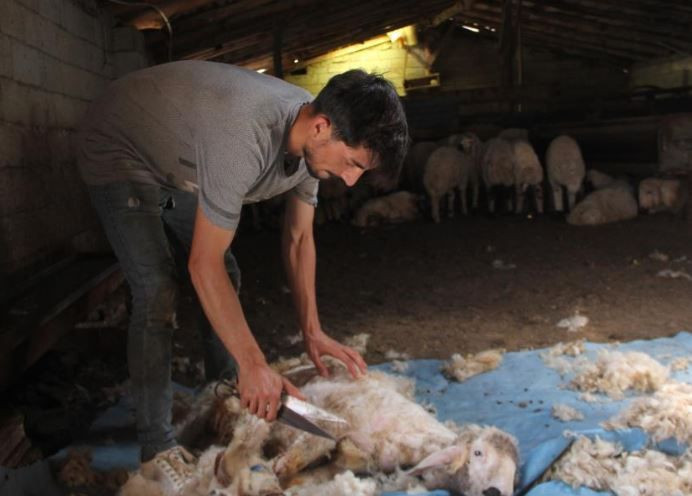 Erzincan’da koyunları bu işlemden geçirecekler! Günlüğü 3.000 TL'ye kadar var - Resim: 3