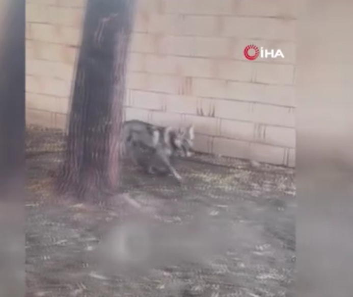 Van’da evin önüne zincirle bağlandı, görüntüler infial yarattı! Dakikalar içinde ekipler harekete geçti - Resim: 3