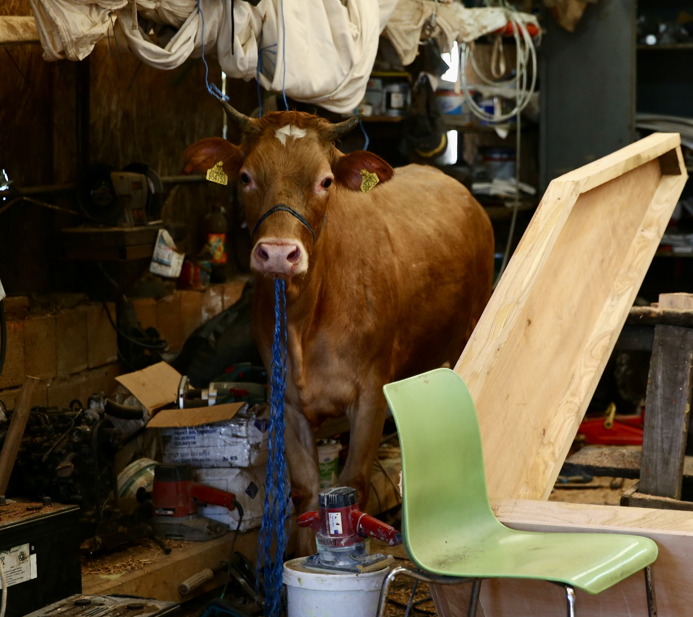 Karadeniz'de kıyıya doğru yanaşırken parlayan hayvanı gören vatandaşlar şaştı kaldı! Kendi imkanlarıyla kıyıya çıktı - Resim: 2