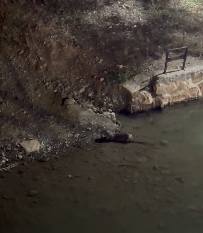 Bayburt’ta Çoruh Nehri’nde avını yakaladı, kıyıya çıkıp yedi sonra suya dalarak kayboldu - Resim: 3