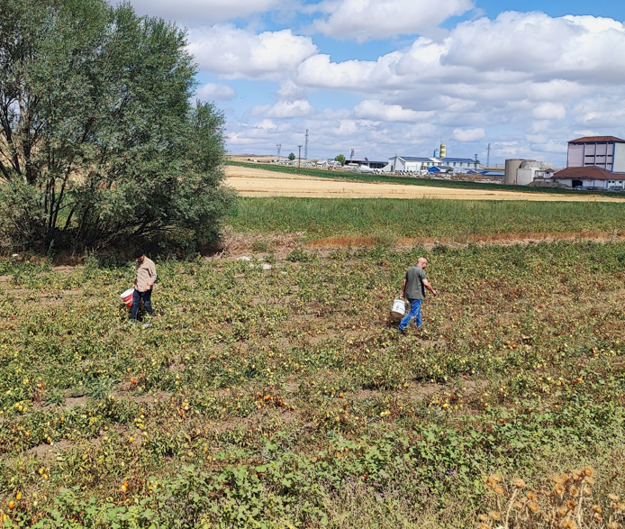 Yozgat’ta üniversite öğrencisi domatesleri tarlada satışa sundu! Müşteriler ürünlerini kendileri topluyor - Resim: 3