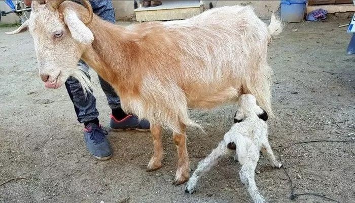 Alanya'da keçinin doğurduğu hayvanı gören köylüler gözlerine inanamadı. 100 yılda 1 bile böyle bir doğum bir daha olamaz - Resim: 3