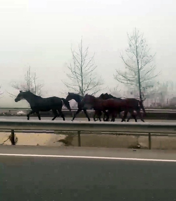 Sakarya'da D-140'ta sürü halinde bir anda beliren hayvanları görenler vatandaşlar gözlerine inanamadı - Resim: 1