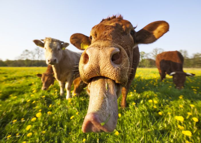 İllet hastalık yeniden Türkiye'de! 1 kişide ortaya çıktı hemen odaya kapatıldı, işte belirtileri - Resim: 10