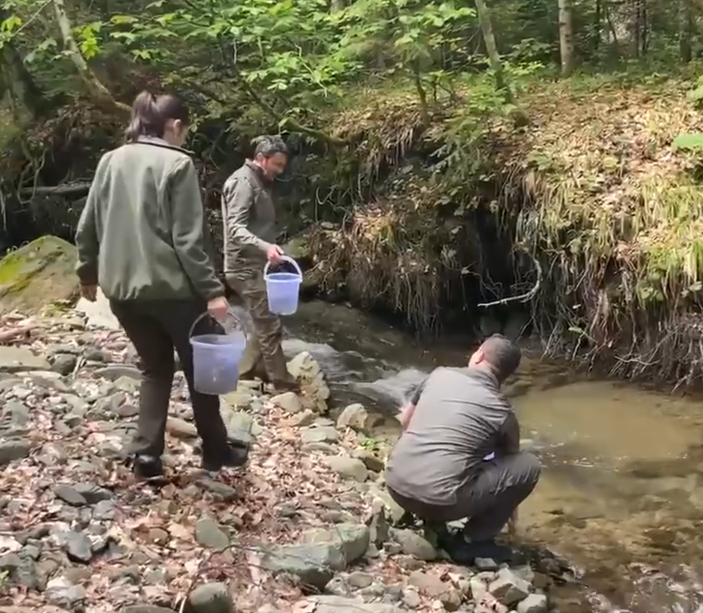 Bolu’da 100'lercesi doğada ormanın içerisine bırakıldı. Ormandaki sızıntılardan sızıp 1000'lerceye dönüşecekler - Resim: 1